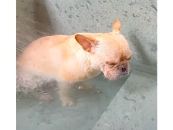 フレンチブルドッグ,動画