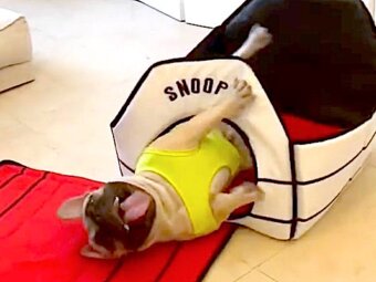 フレンチブルドッグ,動画