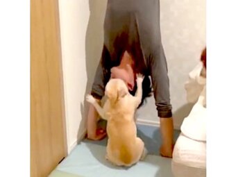 フレンチブルドッグ,動画