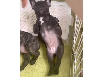 フレンチブルドッグ,動画