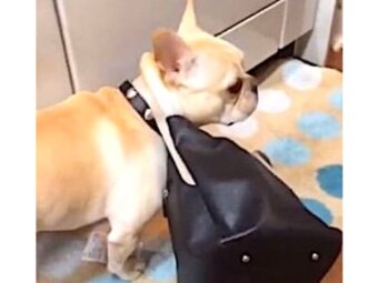 フレンチブルドッグ,動画