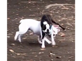フレンチブルドッグ,動画