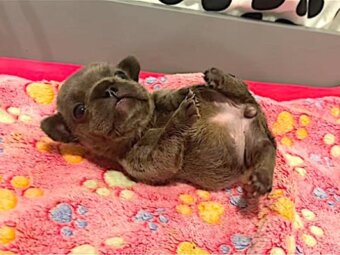 フレンチブルドッグ,動画