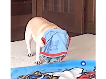 フレンチブルドッグ,動画