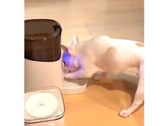 フレンチブルドッグ,動画