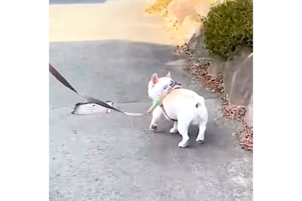 散歩中のフレブルが急に“欽ちゃん走り”に…その理由が健気で泣けた