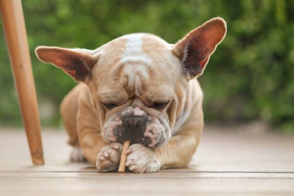 人を愛する最もフレンドリーな犬種15種