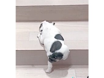 フレンチブルドッグ,動画