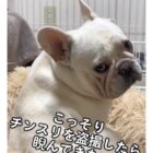 フレンチブルドッグ,動画