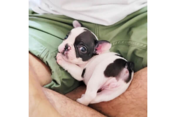 もうむり可愛い！背中にハートマークがあるフレブルパピー。ポーズも