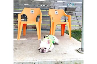 フレンチブルドッグ,動画