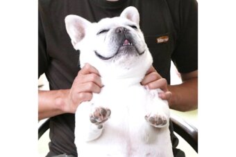 フレンチブルドッグ,動画