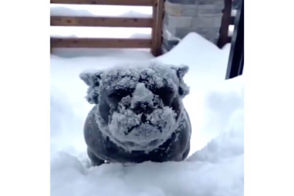 ただいま」雪遊びから帰ってきたフレブルさん。何をどうしたらそうなる