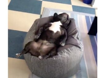 フレンチブルドッグ,動画