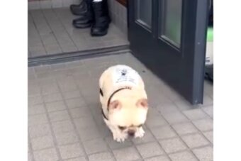 フレンチブルドッグ,動画