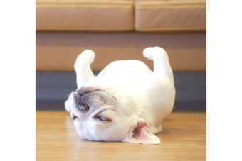 フレンチブルドッグ,動画