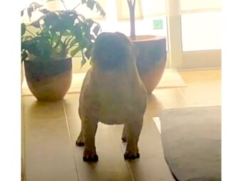 フレンチブルドッグ,動画