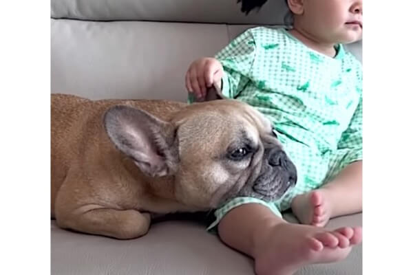 赤ちゃんの小さい膝枕で当然のように寛ぐフレブル。重いよどいてあげて