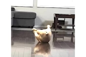 フレンチブルドッグ,動画