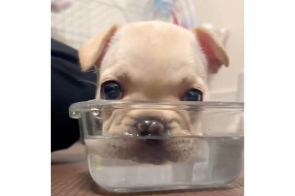 はぁ可愛い！お水の飲み方がわからなくて鼻でブクブクしちゃうフレブル