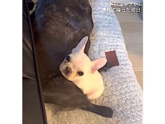 フレンチブルドッグ,動画
