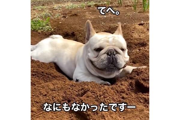 てへへ…」必死に穴を掘ったのに何もないと気づいたフレブルが異常に