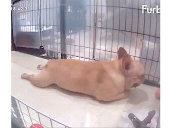 フレンチブルドッグ,動画