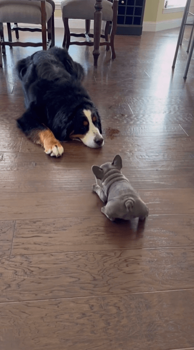 大型犬と対峙するフレブルの赤ちゃん