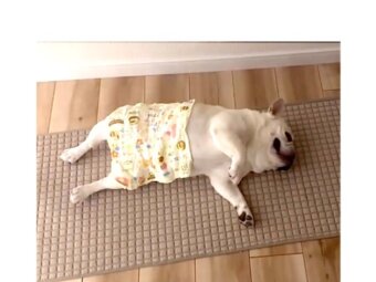 フレンチブルドッグ,動画