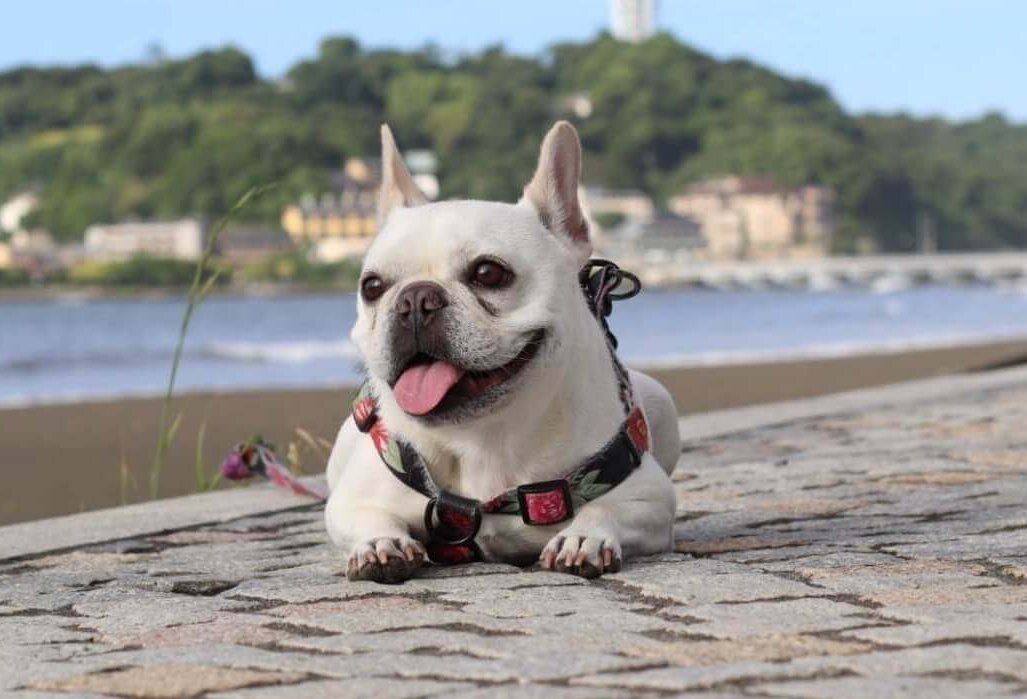 自己紹介】愛ブヒ・エシレ、はじめましてのご挨拶。ー特集「アバウトな