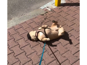 フレンチブルドッグ