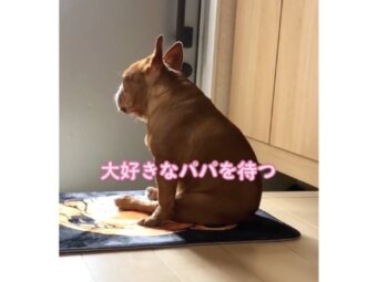 フレンチブルドッグ,動画