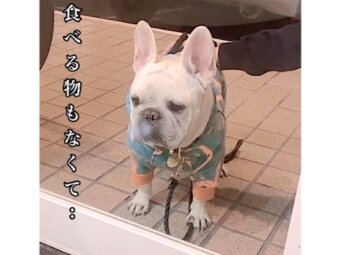 フレンチブルドッグ,動画