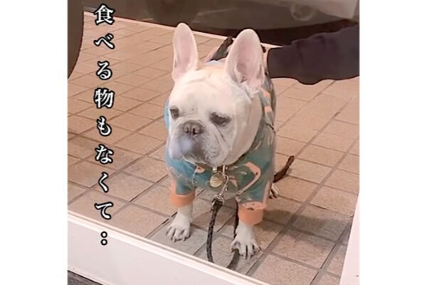 窓が鼻息で曇ってる…？冬季限定の愛されフレブルを集めました【動画