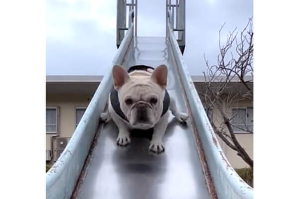 顔がマジ】滑り台に挑戦したフレブルの結末に笑いが止まらない【動画