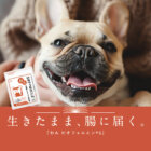 【生きたまま腸に届く！】大正製薬の犬用栄養補助食品「わん ビオフェルミン®︎S」で、健やかな暮らしを。