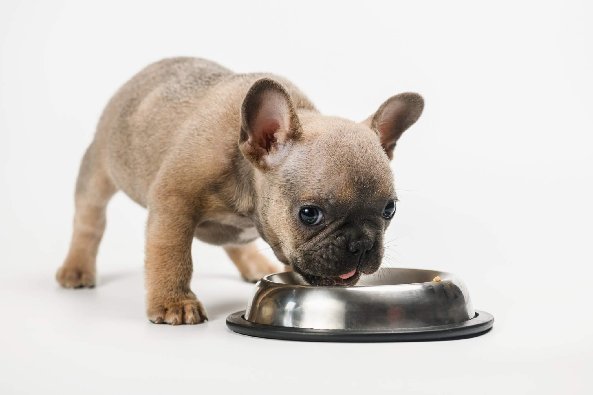 フレンチブルドッグ　子犬