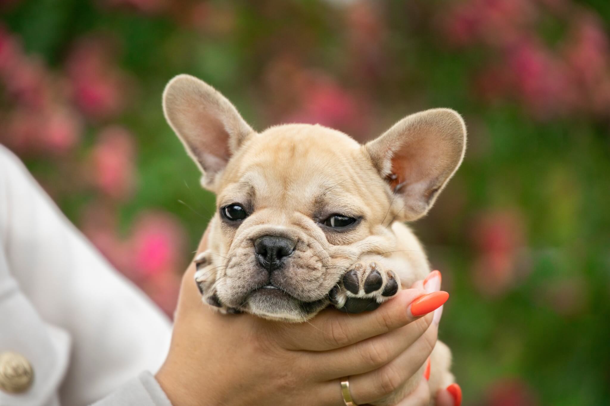 フレンチブルドッグ　子犬