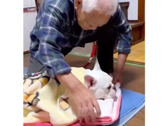 フレンチブルドッグ,動画