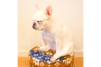 フレンチブルドッグ,動画