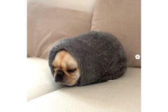 フレンチブルドッグ,動画