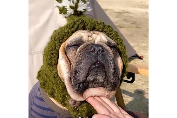 溢れ出す頬肉】フレブルのタフの魅力をお楽しみください【超タフタフ