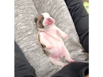 フレンチブルドッグ,動画