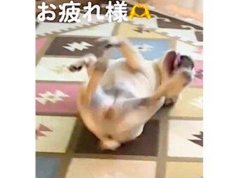 フレンチブルドッグ,動画