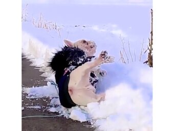 フレンチブルドッグ,動画