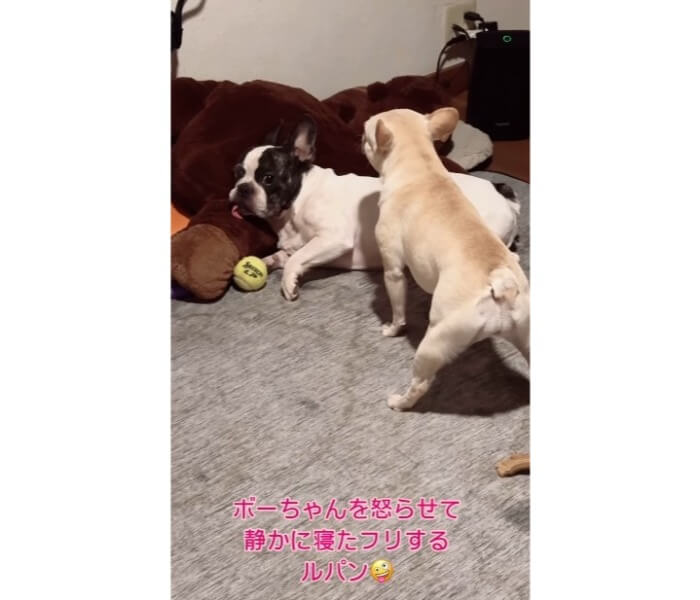 フレンチブルドッグ,動画