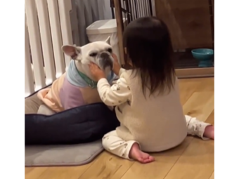 フレンチブルドッグ