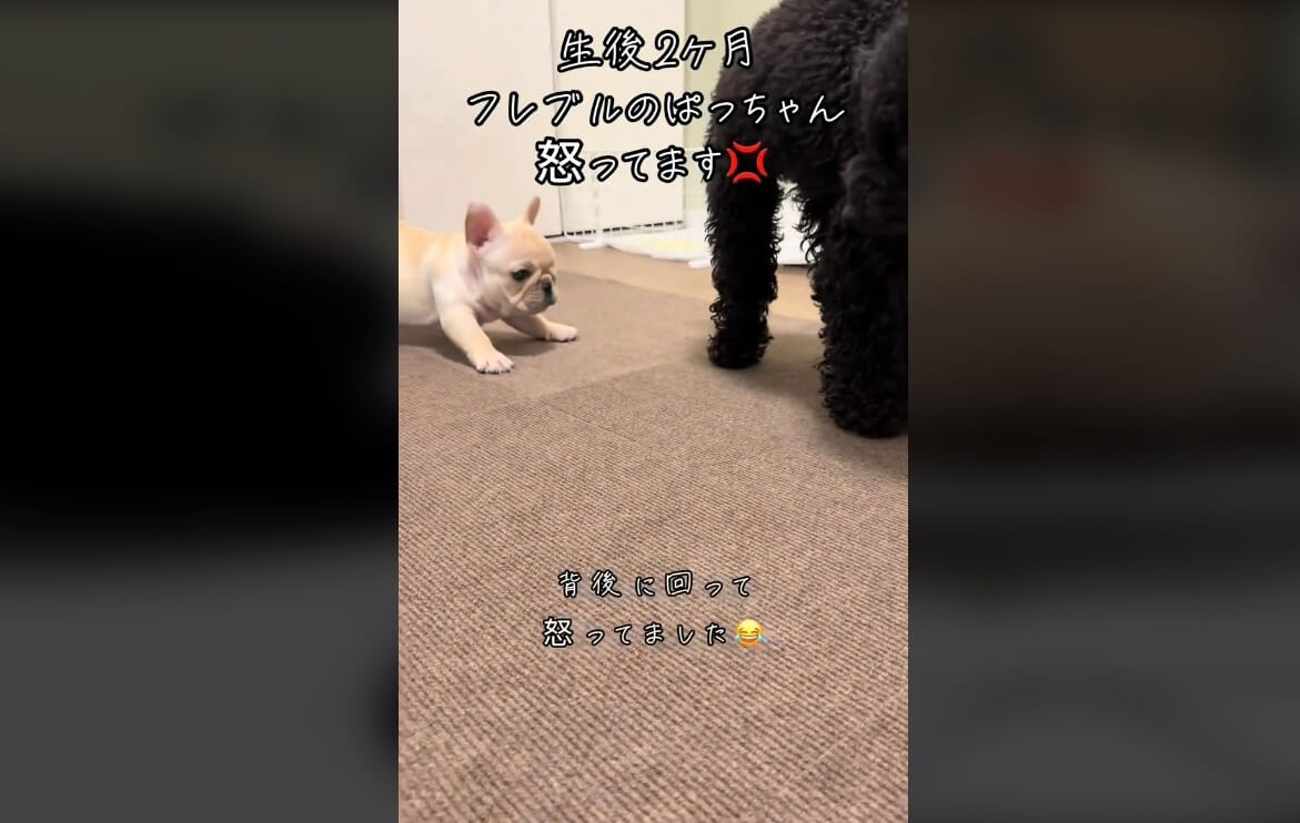 フレンチブルドッグ,動画