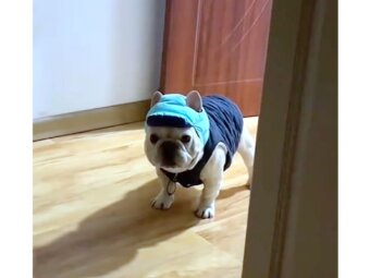 フレンチブルドッグ,動画