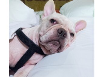 フレンチブルドッグ,腸内環境,皮膚